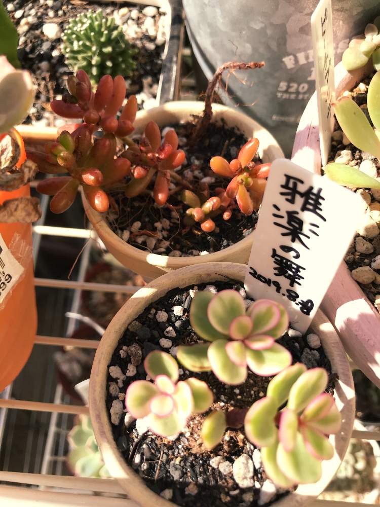 の画像 by サリ吉 さん | 虹の玉と雅楽の舞と多肉植物と成長記録と花のある暮らし