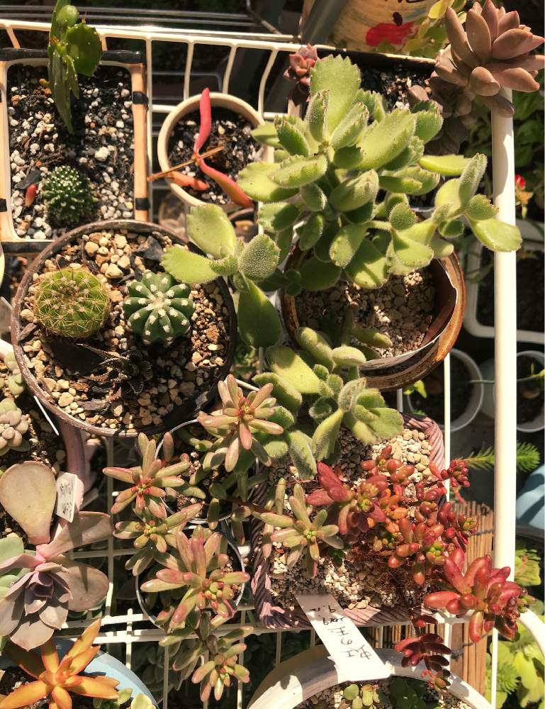 の画像 by サリ吉 さん | 多肉植物と成長記録と花のある暮らし