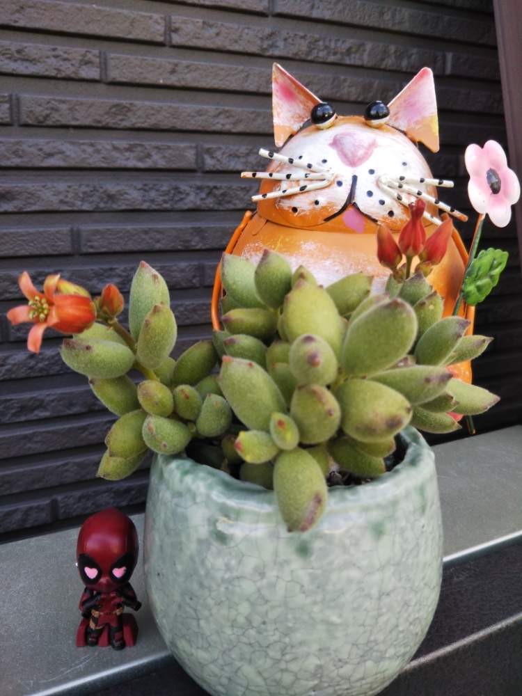 の画像 by crazypig405さん | 子猫の爪と多肉植物と多肉大好きとおひとりさま多肉と狂豚日記とエンゲイ係数高めと植中毒と狂豚の独り言とタニラーと珍奇植物と花のある暮らしとかわいいな♡とタニクちゃん