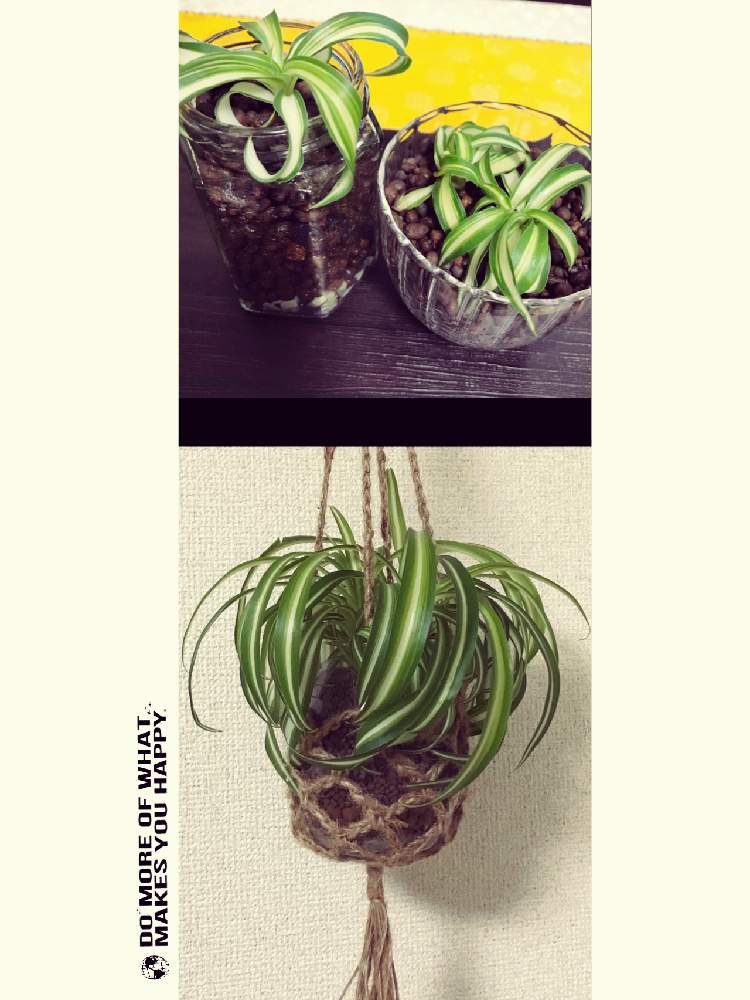 インテリアの画像 by 753さん | インテリアとオリヅルラン ボニーと観葉植物を楽しむとインドアグリーンと手作りプラントハンガーとわが家の観葉植物❢とハイドロカルチャーと葉っぱのある暮らしとプラントハンガーと成長記録とネオコール