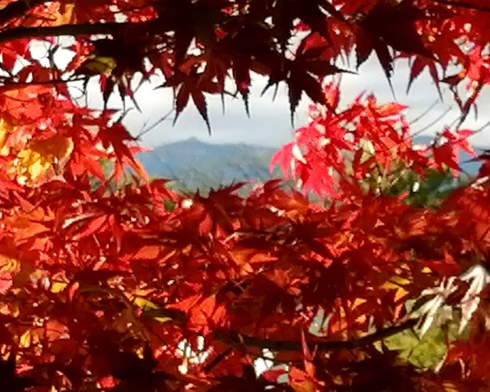 広い庭の画像 by 風の駅さん | 広い庭とイロハモミジとおうち園芸と安達太良山(遠景)