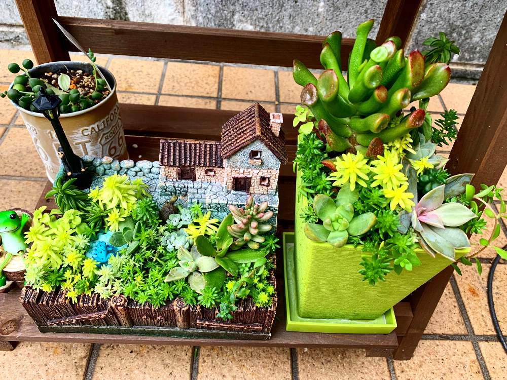 玄関の画像 by たかかーんさん | 玄関と寄せ植えと多肉植物と小物