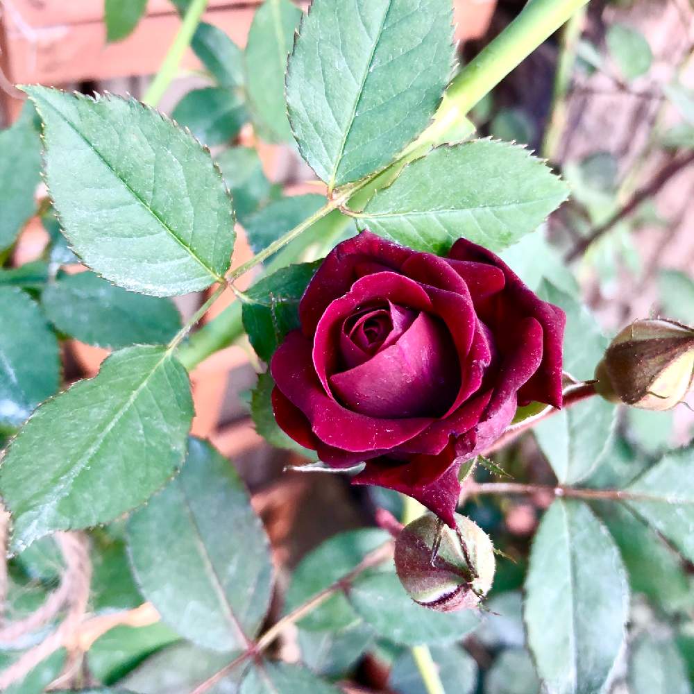 玄関の画像 by wakoさん | 玄関とバラと薔薇とオデュッセイアと薔薇愛同盟と香りのいいお花と花のある暮らしとロサオリエンティスとバラ・ミニバラと香りのバラ