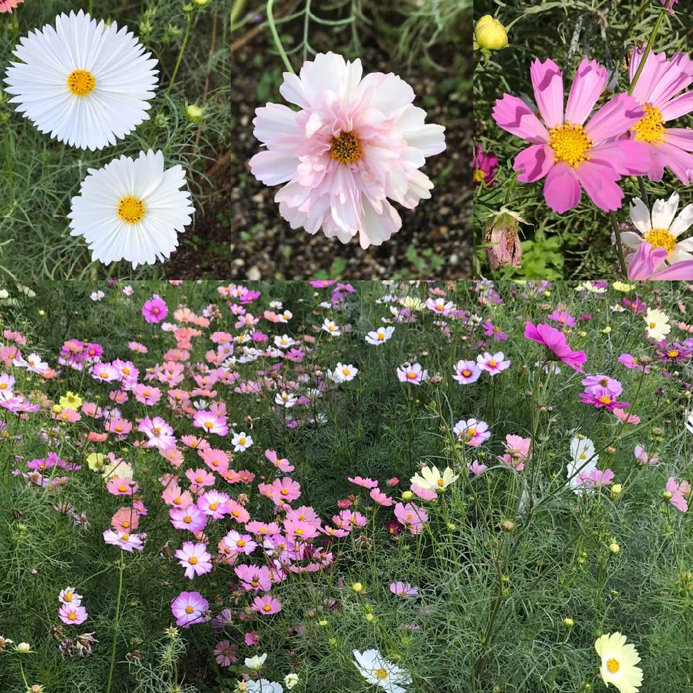 お出かけ先の画像 by たらさん | お出かけ先と公園ときれいと植物園とGreenSnapmarcheと長居植物園と秋コスモスと花のある暮らしとかわいいとお散歩とGREEN UP!