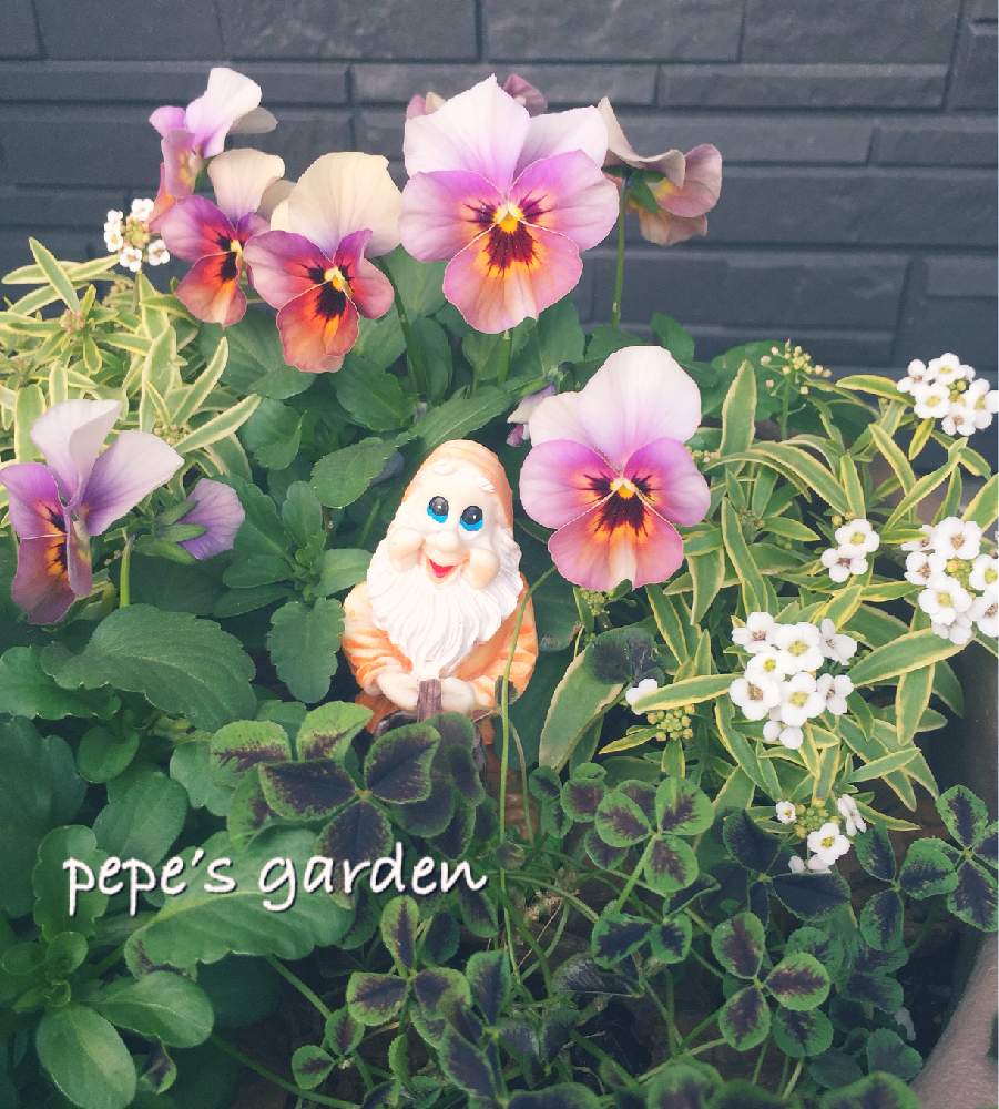 の画像 by ★pepe★さん | 初心者ですとビオラ・パンジーと自己満足とお気に入り♡と癒しと東北とビオラ寄せ植えと可愛いと花のある暮らしと被災地にエールを…。とやっぱり花が好き♡と大好きビオラとiPhone撮影