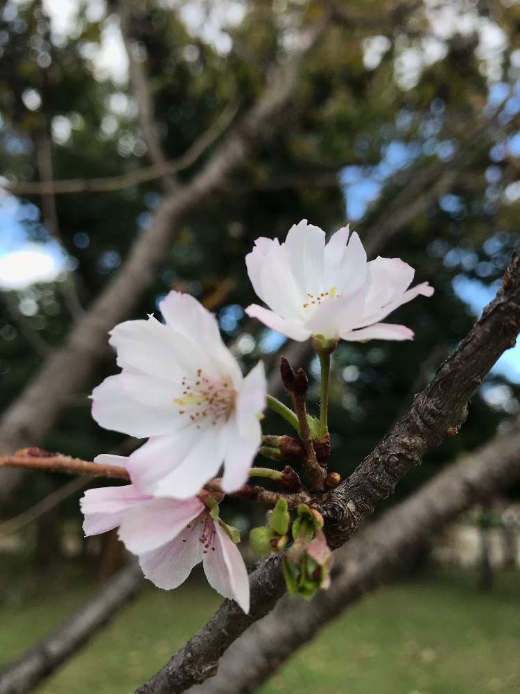 お出かけ先の画像 by たらさん | お出かけ先と公園ときれいと植物園とGreenSnapmarcheと長居植物園と花のある暮らしとかわいいとお散歩とGREEN UP!