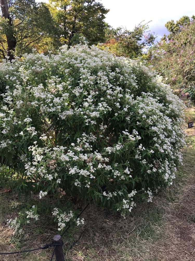 お出かけ先の画像 by たらさん | お出かけ先と公園と植物園とGreenSnapmarcheと長居植物園と花のある暮らしとお散歩とGREEN UP!