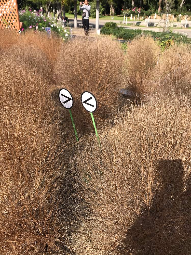 お出かけ先の画像 by たらさん | お出かけ先と公園と植物園とGreenSnapmarcheと長居植物園と花のある暮らしとかわいいとお散歩とGREEN UP!