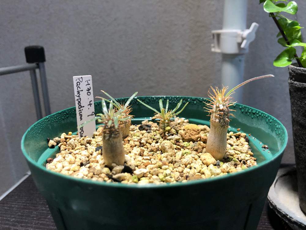 部屋の画像 by ちうさん | 部屋とパキポディウム・グラキリスと初心者ですと観葉植物と葉っぱとコーデックスと植中毒と実生記録と実生の日とパキポと室内退避と実生と塊根植物と成長記録と珍奇植物と転倒注意と葉っぱ派とビザールプランツとLED