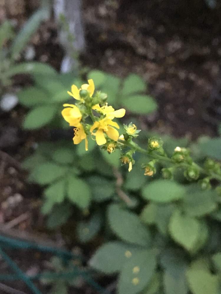 の画像 by herbさん | アグリモニーの花とハーブの有る暮らしとハーブティーに♡とハーブ タイムとハーブと薬効のあるハーブ