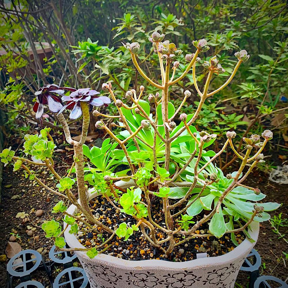 小さな庭の画像 by あーちゃんさん | 小さな庭と多肉植物とアエオニウム属 アルボレウムとアエオのチョコチップ富士の白雪と寄せ植えと癒しとアエオニウム属とビスタ産と植中毒と綺麗と多肉女子と紅葉するとアエオニウム寄せ植えとタニラーと可愛いとアエオニウム真っ黒法師とアエオニウム チョコチップと丈夫!と増える