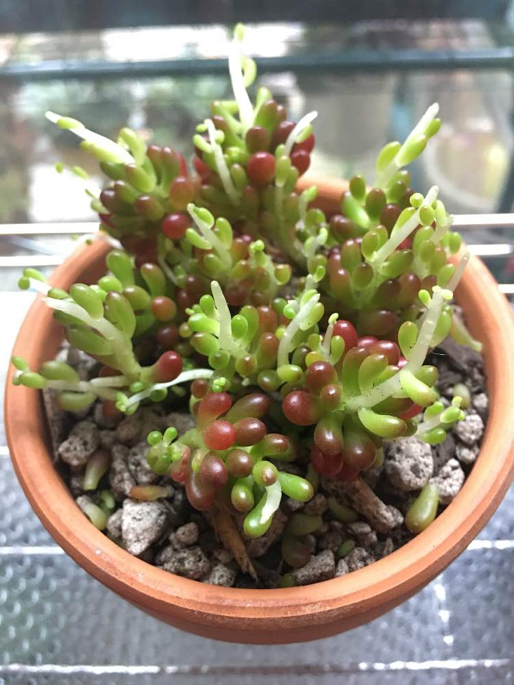 小さな庭の画像 by タラコさん | 小さな庭とレッドベリーとセダム属と多肉植物とネットショップと屋外組と多肉女子とタニラーと鉢植えとナチュラルスタイルと新入りさんとsucculent