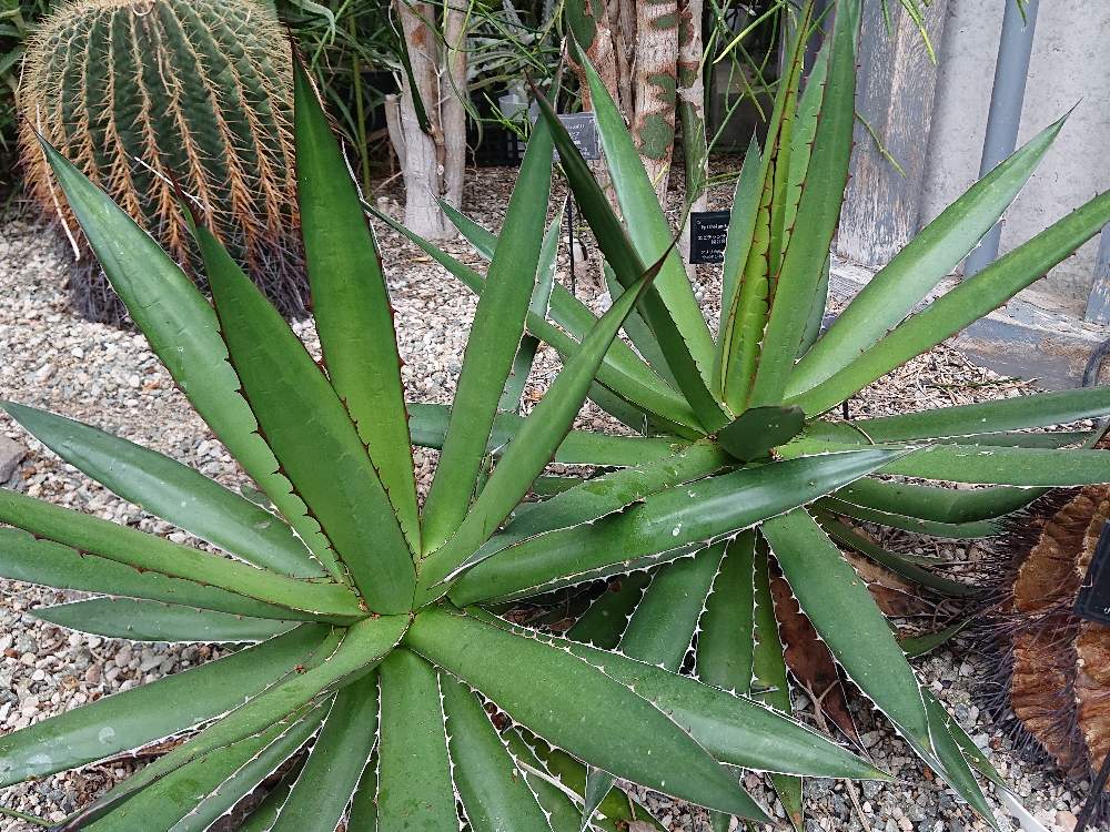 お出かけ先の画像 by botanicallifeさん | お出かけ先とアガベ ホリダと奇跡の星の植物館と植物園巡りと植物園巡り/botanicallifeとbota's Agaveとbota travelとbota 兵庫