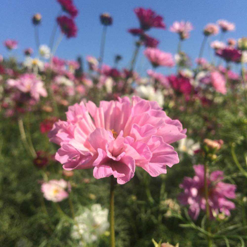 お出かけ先の画像 by ちこさん | お出かけ先とコスモス♡とダマスクの風とピンク色の花と花のある暮らしとかわいいな♡