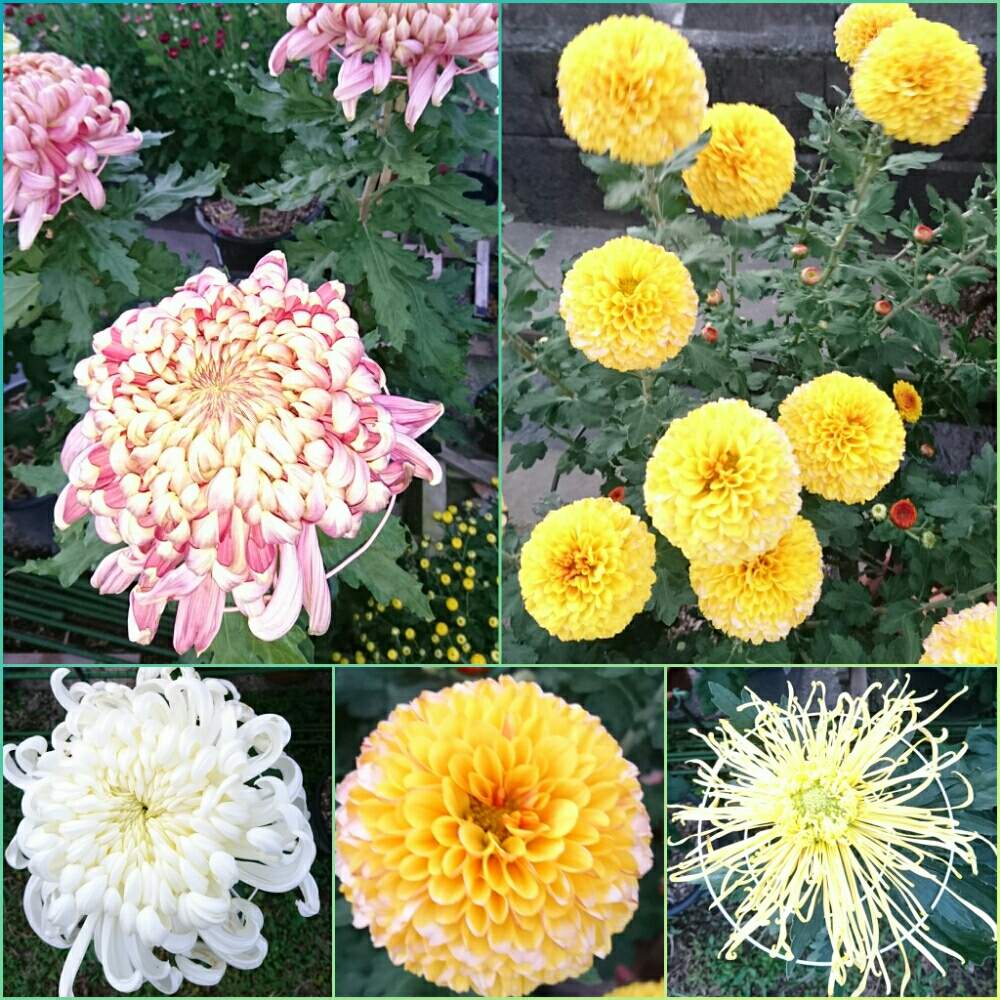 お出かけ先の画像 by SILVIAさん | お出かけ先とキクと散歩と鉢植えとキク科と花のある暮らし
