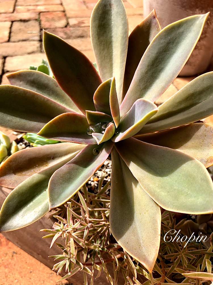 の画像 by Chopin(ショパン)さん | ダスティーと多肉植物とでかい!とアンティークレンガと多肉のある暮らしと 姫笹と軒下と秋晴れとナチュラルスタイルと大きい多肉と被災地に祈りをと被災地にエールを…。と多肉寄せ植えと大きいとiPhone撮影