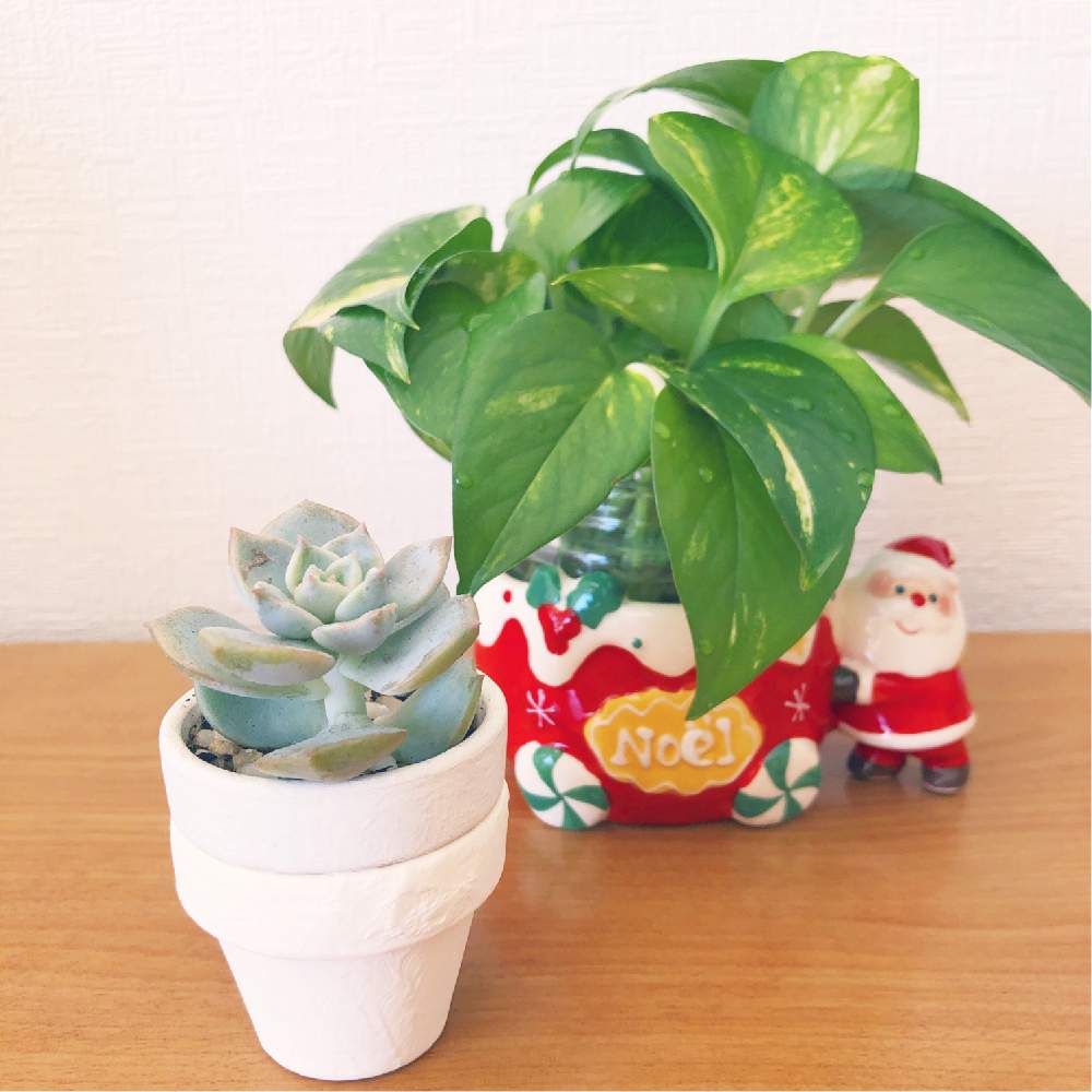 インテリアの画像 by うみさん | インテリアとポトスと白牡丹と多肉植物と観葉植物とGS映えとGS日和と植中毒と緑のある暮らしと多肉女子とタニラー