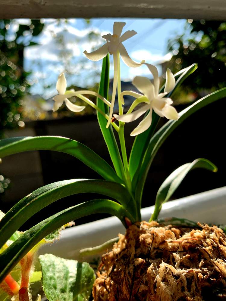 窓辺の画像 by ちさぴーさん | 窓辺とレインボージェムとやったね!と蘭の花と植中毒と洋ランと花のある暮らしと白い花とかわいいな♡と花が好きと洋ランの花