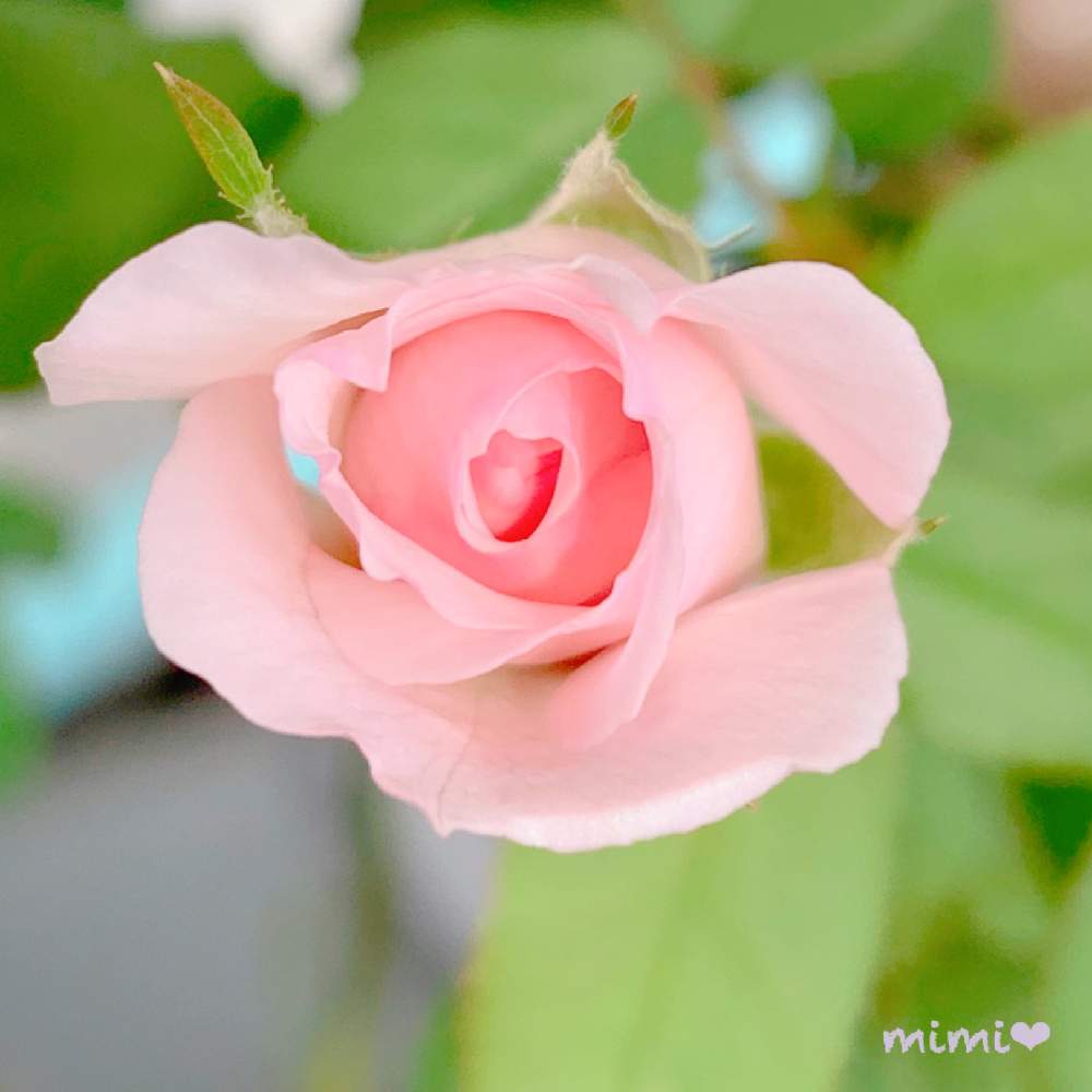 バルコニー/ベランダの画像 by mimiさん | バルコニー/ベランダと秋はすぐそことばら バラ 薔薇とみさき バラと沖縄とベランダガーデンと大好きな時間と植物女子ベランダーと秋の気配とバルコニーと亜熱帯と花のある暮らしとバラ・ミニバラとベランダーと色あざやかとバルコニスト