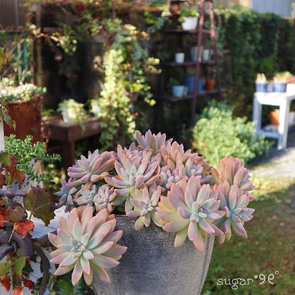 小さな庭の画像 by sugarさん | 小さな庭と多肉植物と多肉小屋と多肉小屋のある暮らしと多肉女子と秋麗♪と花のある暮らし