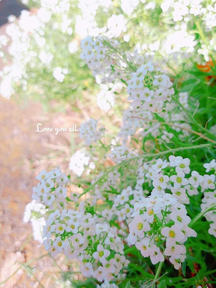 の画像 by Miimoƶa さん | 安定のLovely♡