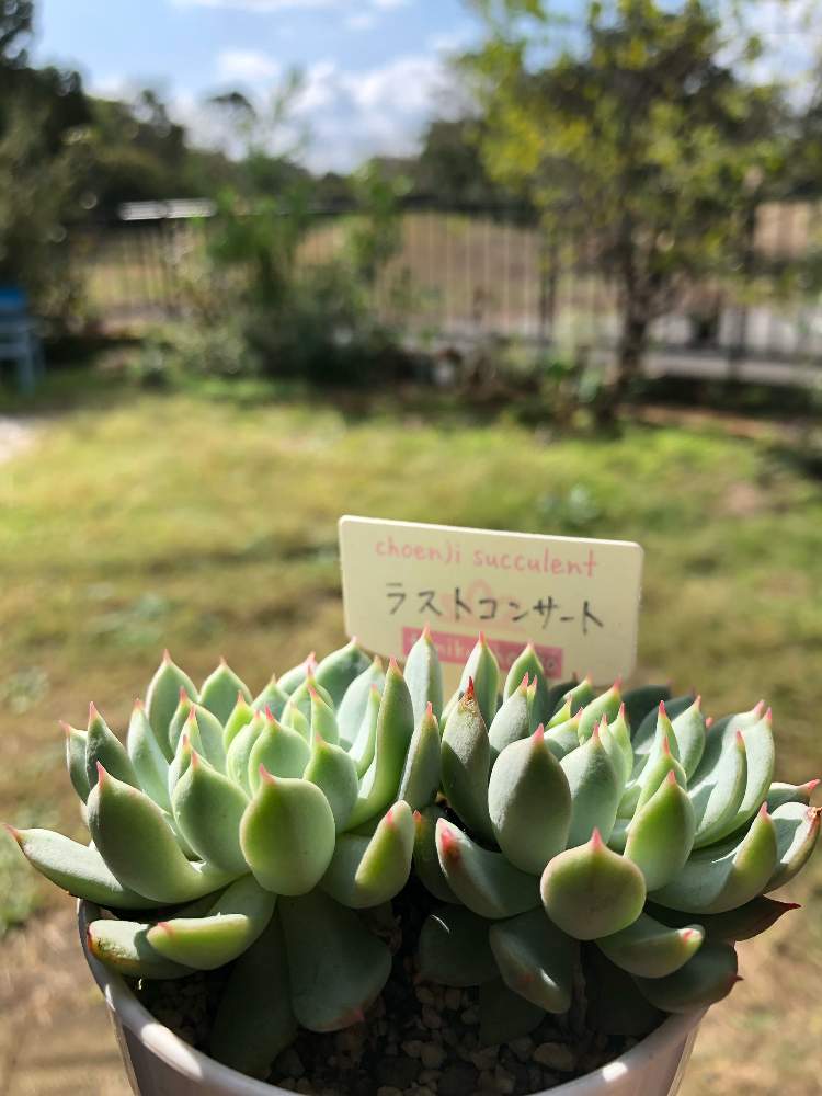 バルコニー/ベランダの画像 by Misakiさん | バルコニー/ベランダとエケベリア ラストコンサートと多肉植物とSucculentgardenMisakiと韓国苗に夢中(ㅅ´ ˘ `)♡と千葉県と多肉大好きとノンフィルターとグリーンテラス葉山と多肉が癒しですと多肉女子とナチュラルスタイルと韓国苗と千葉タニラー