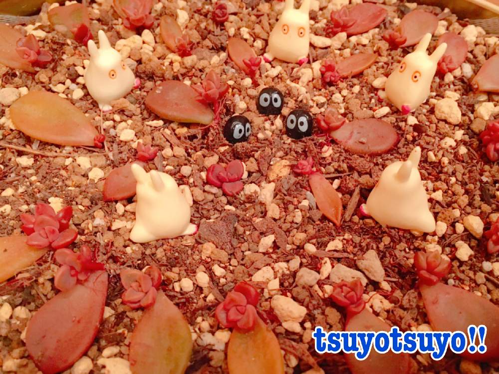 小さな庭の画像 by tsuyotsuyo!!さん | 小さな庭と ブロンズ姫と多肉植物とミニ多肉と多肉男子と多肉植物 多肉の有るくらし