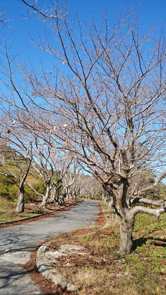 お出かけ先の画像 by すずさん | お出かけ先と桜並木