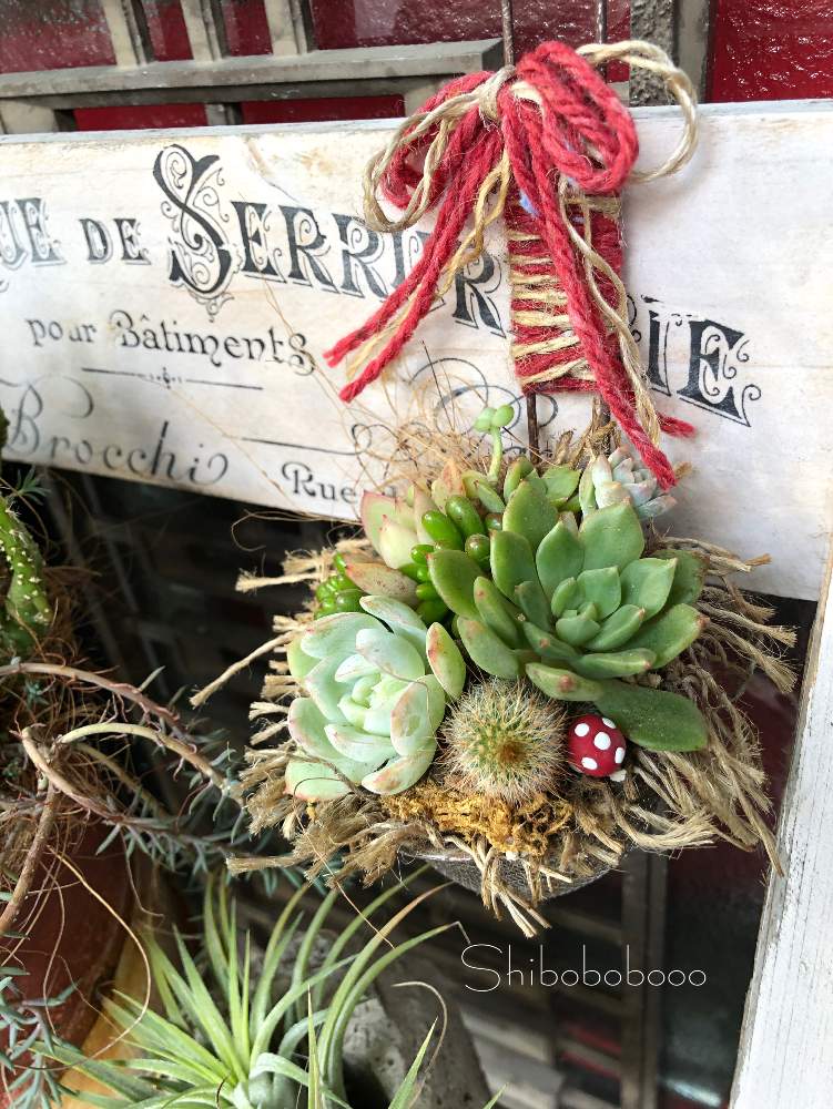 玄関の画像 by しぼぼさん | 玄関と多肉植物と植物で彩るお部屋とクリスマスと多肉植物寄せ植えと植中毒と今日の一枚と多肉女子と寄せ直しと多肉棚