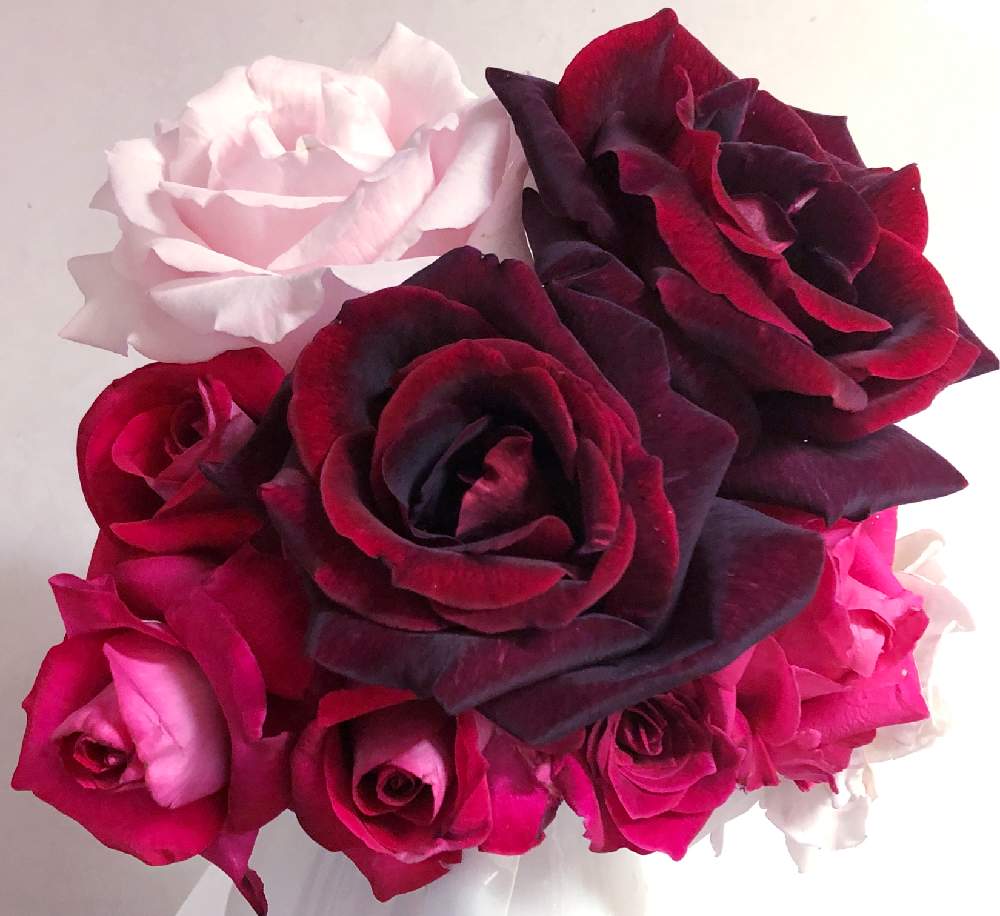 部屋の画像 by メグさん | 部屋と元気いっぱいとおつかれさまとばら バラ 薔薇と薔薇愛同盟といつもありがとう♡と癒しと私のこだわりバラとGS日和と頑張ってと森のがっこうと小さな幸せ♡と可愛いと花のある暮らしとお花のある生活と薔薇♪とパパメイアン薔薇とロナルド・レーガンとオールドスムージー薔薇とバラ マリアカラス。とメルヘンケニギン 薔薇