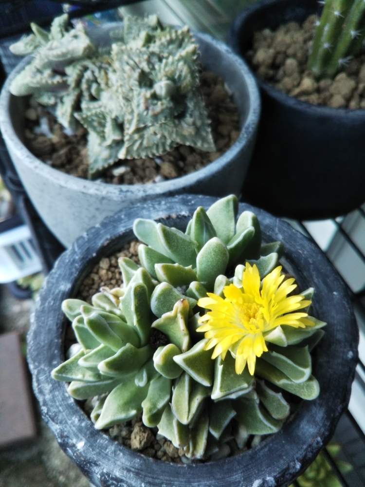 の画像 by crazypig405さん | フォーカリアとフォーカリア 怒濤とフォーカリア ボスチーノ白覆輪と多肉植物と多肉大好きとおひとりさま多肉と狂豚日記とエンゲイ係数高めと植中毒と狂豚の独り言とタニラーと斑入り葉っぱと珍奇植物と花のある暮らしとかわいいな♡と斑狂い!と斑入り。とタニクちゃんと斑入り愛好家と斑入り萌え❣️