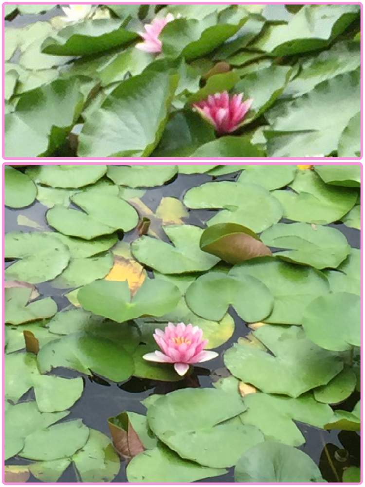 お出かけ先の画像 by あ恋もさん | お出かけ先と花のある暮らしと睡蓮の花と睡蓮池