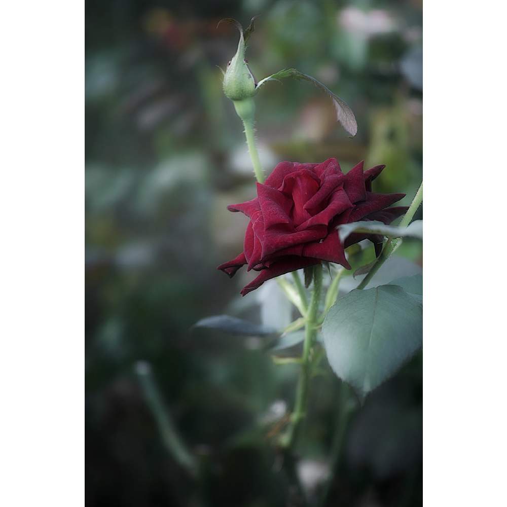 の画像 by neso さん | バラと薔薇とブラックバッカラとばら バラ 薔薇と水曜ローズショーとローカルカメラマンかな?!(笑)とFoveonと黒バラとバラ・ミニバラと埼玉県さいたま市