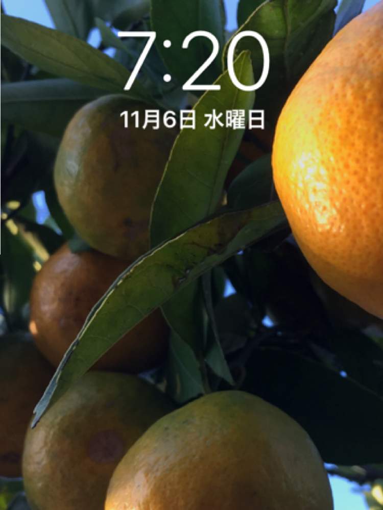 小さな庭の画像 by ぷくりんさん | 小さな庭とHTCとキュンキュン乙女倶楽部と全国オヤジ連合会No.29と富山支部と壁紙祭りとマダム倶楽部と壁紙祭り2019秋とHTC No.29と富山支部No.29と花の16年組♡とGSウォーキング推奨部とGS植物うちなーぐち会