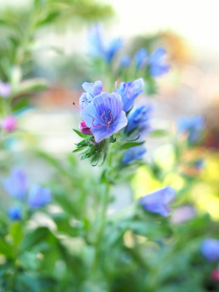 小さな庭の画像 by さやさん | 小さな庭とエキウムとエキウム ブルーベッダーと植物のある暮らしとグラデーションと青い花ときれいと鉢植えとガーデニングと花のある暮らし