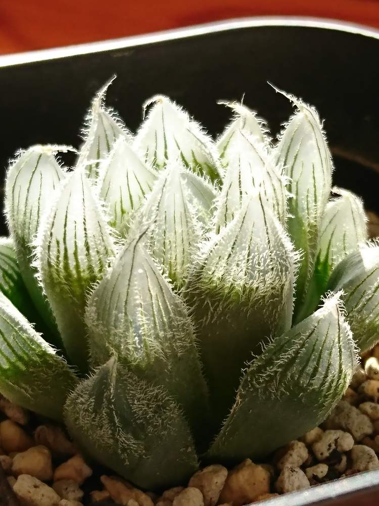 の画像 by YAKOさん | 白肌選抜タイプベヌスタとハオルチア属とHaworthia:ハオルチア/ハオルシアと植中毒と多肉女子とタニラーと謎ハオと多肉植物