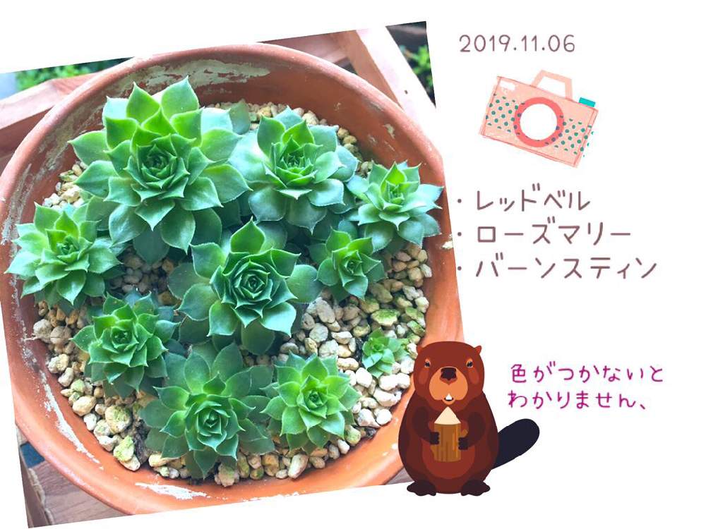 バルコニー/ベランダの画像 by ごほうび♪さん | バルコニー/ベランダとセンペルビウムと多肉植物とお疲れ様です♡と多肉大好きと元気です!とセンペ丼と多肉植物のある暮らしと ̄ー ̄)ニヤリとセンペルビウム属とまじまじ観察と多肉お子様と多肉の魅力と色の変化