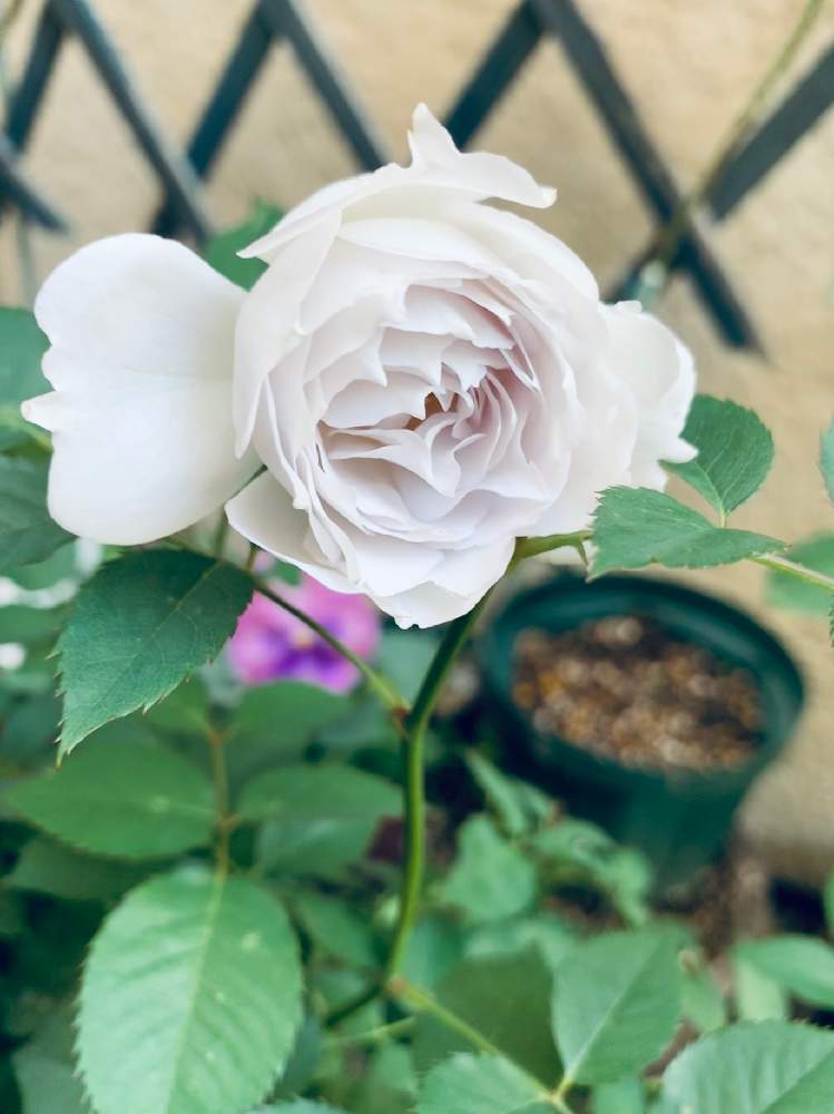 玄関の画像 by エリカさん | 玄関とスマホ撮影と晴れ☀と薔薇愛同盟とブルーローズ♡とiPhoneXとガブリエル バラと素敵な出会いに感謝と花のある暮らしと良い香り