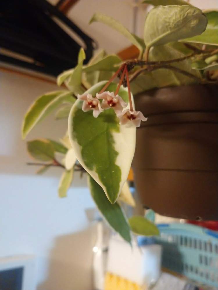 部屋の画像 by ちょこぼっさん | 部屋とホヤ・カルノーサと室内植物ラックDIYと開花待ちとハンキングとえせボタニストと植中毒と季節ばずれと植物用LEDと花のある暮らしと狂い咲き