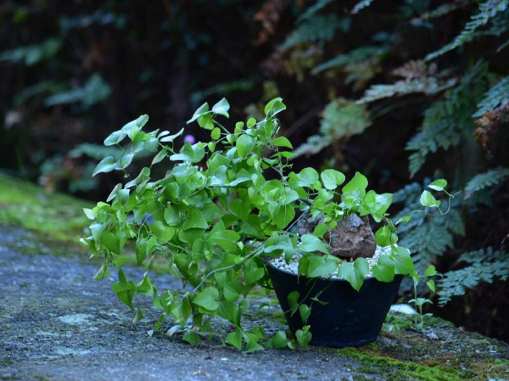 の画像 by けんちんさん | 多肉植物とけんちんの亀甲竜と一眼レフとno green no lifeと植中毒と今日の一枚と塊根植物
