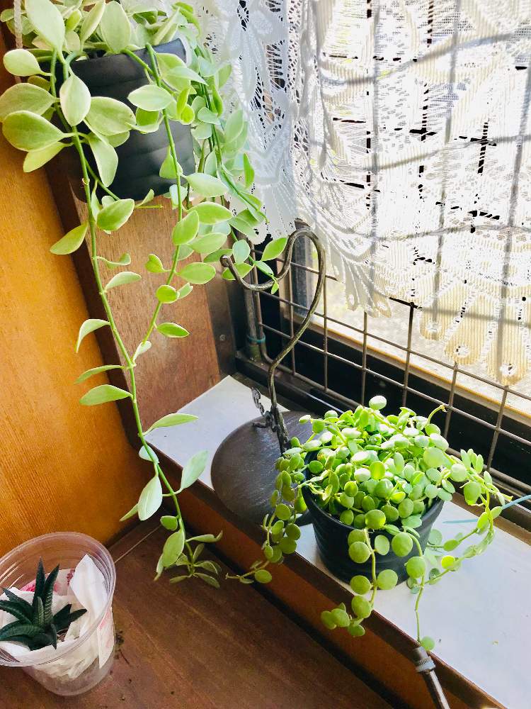 部屋の画像 by くぅママです!さん | 部屋とエメラルドネックレスとディスキディア ヌムラリアとつながるとぎゅっと!とGS映えと もこもこと多肉女子とタニラーと花のある暮らしとぶら下がりと多肉初心者とむちむちぷくぷくとツンツン