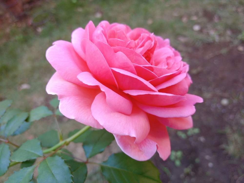 小さな庭の画像 by まゆまるさん | 小さな庭と秋バラとGreenSnapmarcheと花のある暮らしとばら 薔薇 バラとGREEN UP!