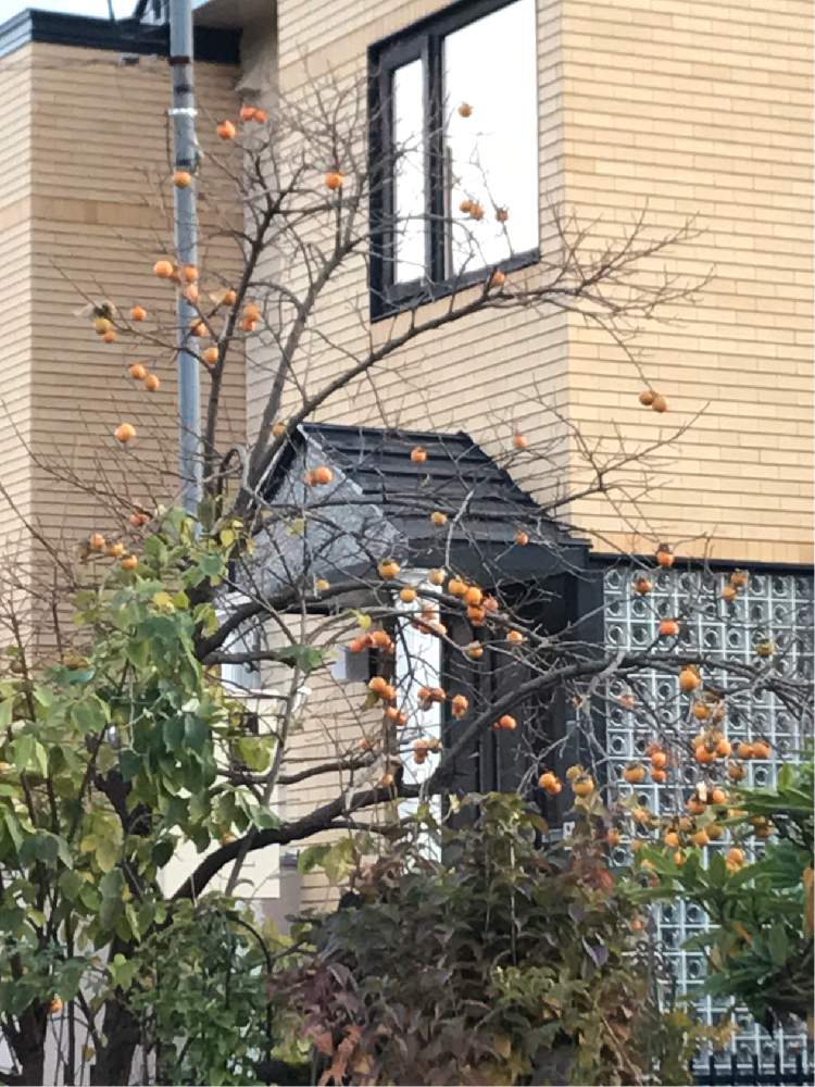 お出かけ先の画像 by のえるママさん | お出かけ先と柿の木となぜ?とin札幌とおぉ~♪とin北海道と赤い実とiPhone撮影