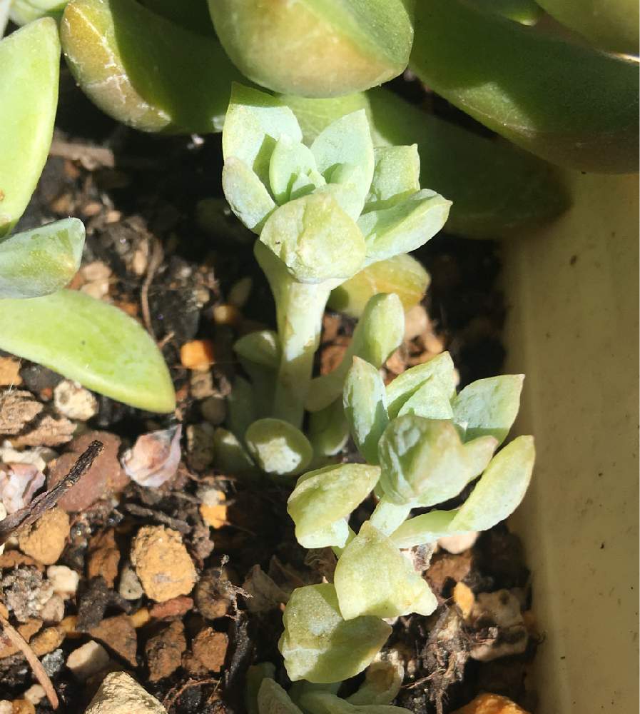 の画像 by クッキーさん | リトルビューティと多肉植物と我が家の多肉たちと多肉大好きとありがとう❤️と癒し系と楽しい!