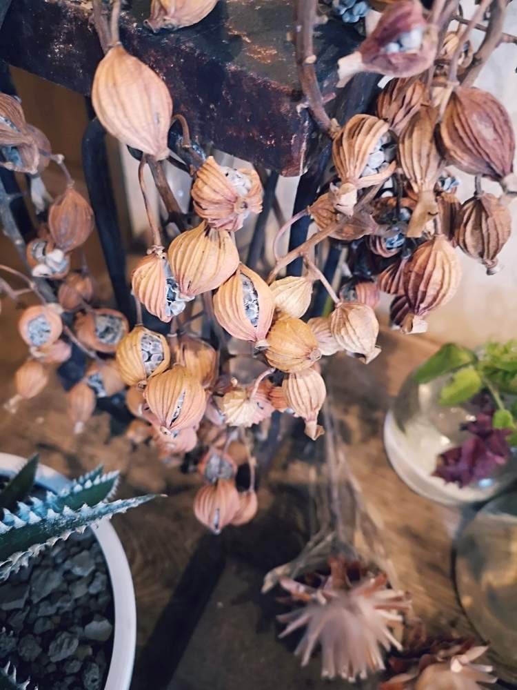 インテリアの画像 by HappyTreeさん | インテリアとドライフラワーと沖縄の植物とフラワーアレンジメントと花のある暮らしとインテリアグリーン
