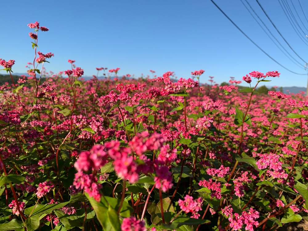 お出かけ先の画像 by さくらンボーさん | お出かけ先と蕎麦(そば)の花と花のある暮らしとそばの花と赤そばのはな