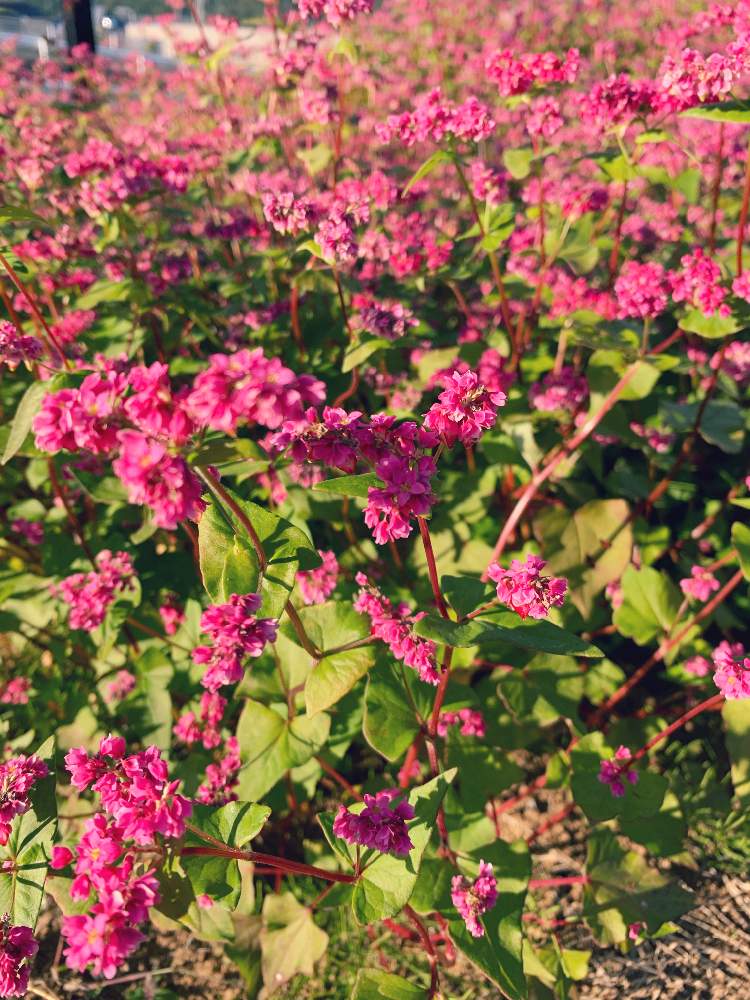 畑の画像 by さくらンボーさん | 畑と蕎麦(そば)の花と花のある暮らしとそばの花と赤そばのはな