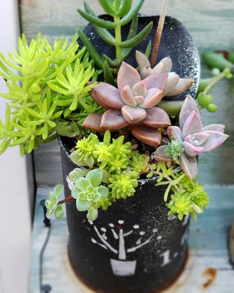 小さな庭の画像 by hiromi*さん | 小さな庭と多肉植物とリメ缶と寄せ植えとGS映えとセダム寄せ植えとナチュラルガーデンとセリアと多肉女子と雑貨とハンドメイド