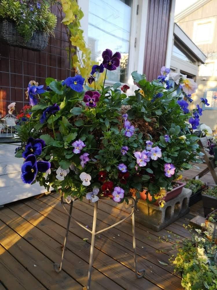 小さな庭の画像 by takako *さん | 小さな庭とパンジーとビオラとお庭を彩るパンジーフォトコンと今日の花と春待ち寄せ植えとかわいいと北海道と球根入りバスケット