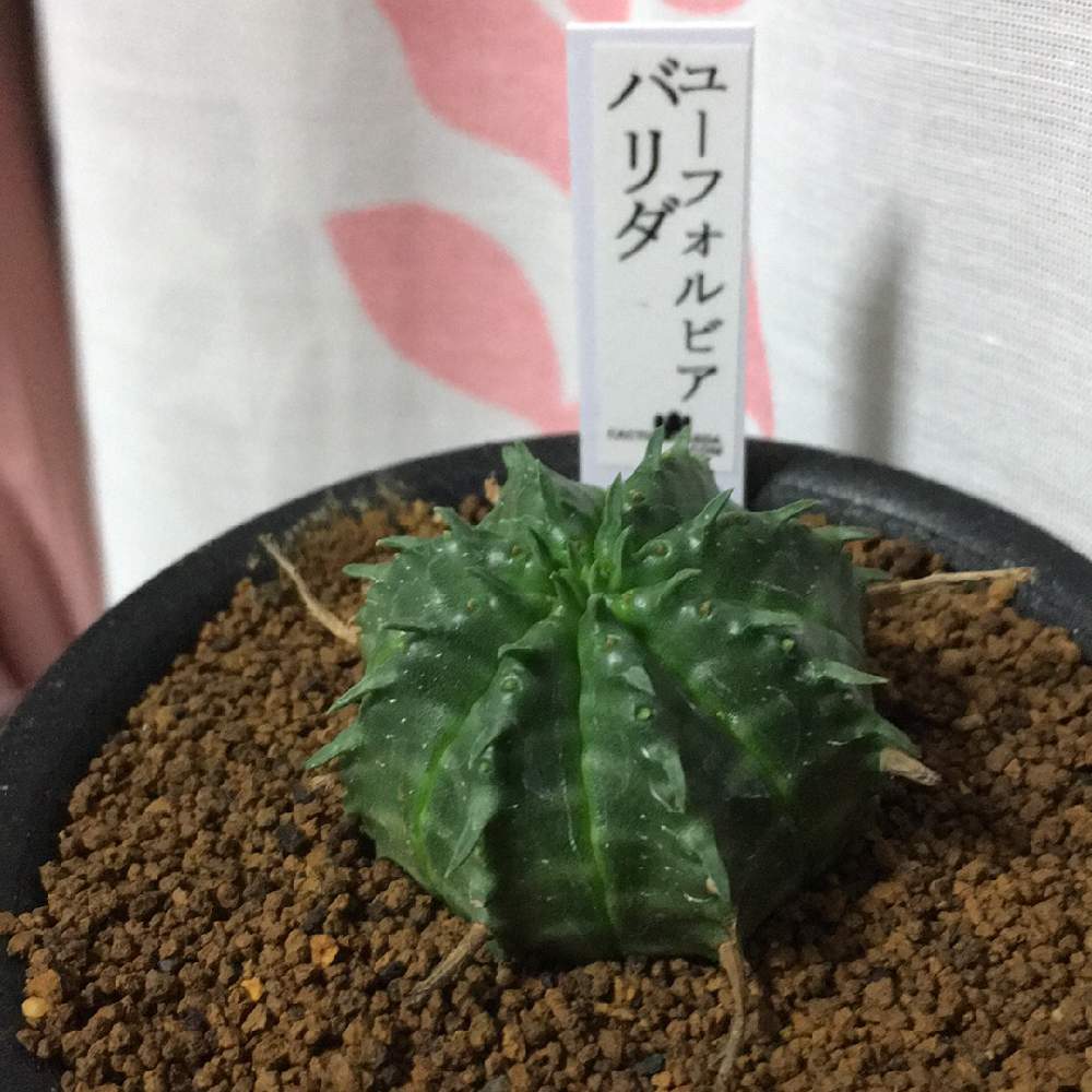 バルコニー/ベランダの画像 by ミルクさん | バルコニー/ベランダと多肉植物とベランダとバリダ(万代)とミドリとユーフォルビア属。とユーフォルビアとバリダ♪とバリダ ユーフォルビアとバルコニスト